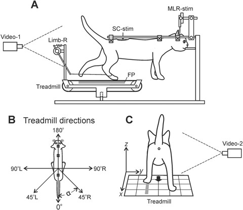 Spinal and Supraspinal Control of the Direction of Stepping during Locomotion